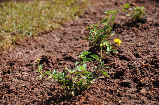 Prefeitura realiza poda de árvores e gramas e faz sinalização do trânsito Prefeitura realiza poda de árvores e gramas e faz sinalização do trânsito