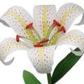 Cultura e entretenimento na Feira Mãe Flor de 2010