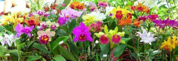 X Exposição Regional de Orquídeas