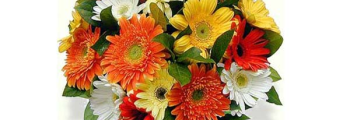 Feira Mãe Flor 2011