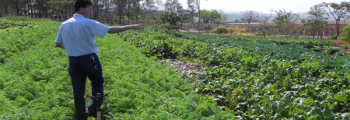 Horta Comunitária produz com excelente qualidade