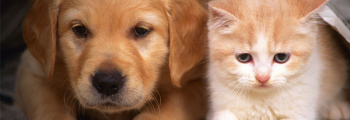 FADA desenvolve trabalho em prol dos animais em Inhumas