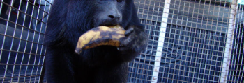 Bombeiros de Inhumas resgatam macaco Guariba