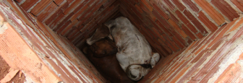 Resgate de Animais em Buraco