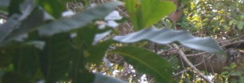 Uma onça foi encontrada em uma arvore dentro de uma chácara no município de Trindade próximo a Goianira