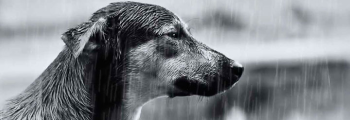 Número de animais abandonados em Inhumas cresce cada vez mais e assusta