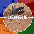 Sete capitais correm risco de epidemia de Dengue