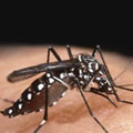 Dengue, Inhumas contra epidemia