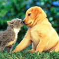 Vacinação de cães e gatos