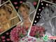 TUDOIN | Casamento Marcelo e Cynthia