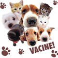 VACINAÇÃO CONTRA A RAIVA ANIMAL VACINAÇÃO CONTRA A RAIVA ANIMAL