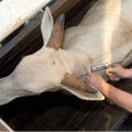 Inhumas começa vacinação contra a Febre Aftosa em maio de 2010 Inhumas começa vacinação contra a Febre Aftosa em maio de 2010
