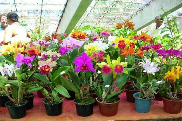 X Exposição Regional de OrquÃdeas X Exposição Regional de OrquÃdeas
