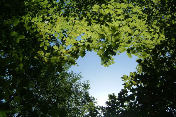 Dependência ambiental Dependência ambiental