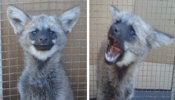 Os Bombeiros da 9ª CIBM resgataram um filhote de Lobo Guará em Inhumas. Os Bombeiros da 9ª CIBM resgataram um filhote de Lobo Guará em Inhumas.