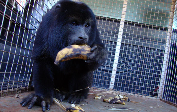 Bombeiros de Inhumas resgatam macaco Guariba Bombeiros de Inhumas resgatam macaco Guariba