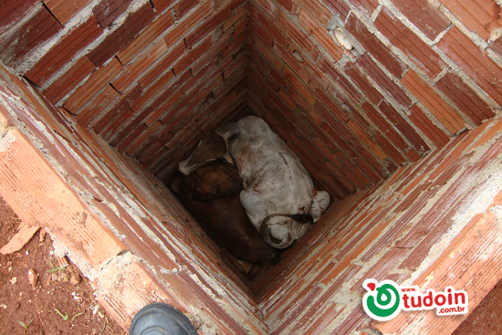Resgate de Animais em Buraco Resgate de Animais em Buraco