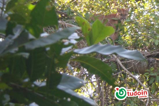 Uma onça foi encontrada em uma arvore dentro de uma chácara no municÃpio de Trindade próximo a Goianira Uma onça foi encontrada em uma arvore dentro de uma chácara no municÃpio de Trindade próximo a Goianira