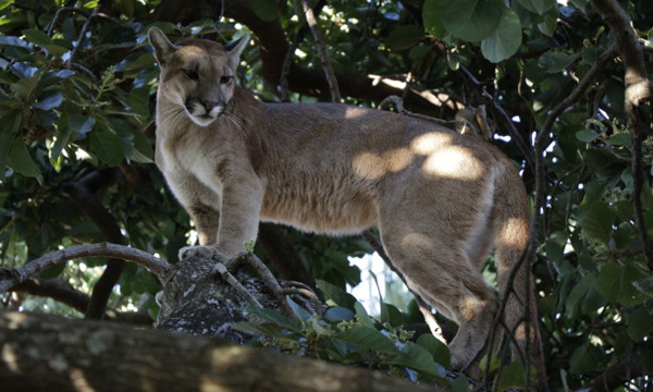 Onça é resgatada em cima de árvore em uma residência de Inhumas Onça é resgatada em cima de árvore em uma residência de Inhumas