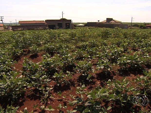 Projeto em Inhumas transforma lotes com focos de dengue em hortas comunitárias Projeto em Inhumas transforma lotes com focos de dengue em hortas comunitárias