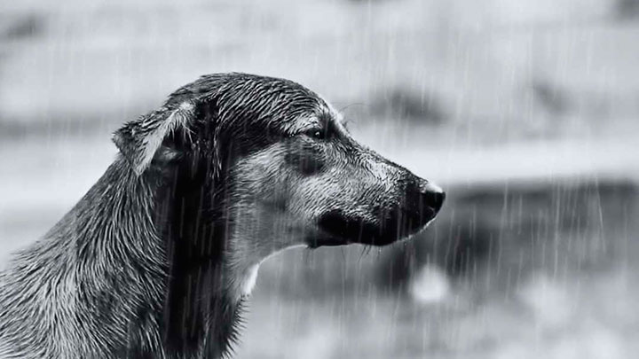 Número de animais abandonados em Inhumas cresce cada vez mais e assusta Número de animais abandonados em Inhumas cresce cada vez mais e assusta