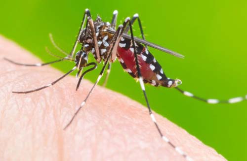 Número de criadouros do Aedes Aegypti cai 73% em Goiás Número de criadouros do Aedes Aegypti cai 73% em Goiás