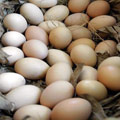Produção de ovos