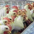 PrejuĂzo em granja PrejuĂzo em granja
