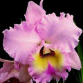 VII Exposição de orquídeas